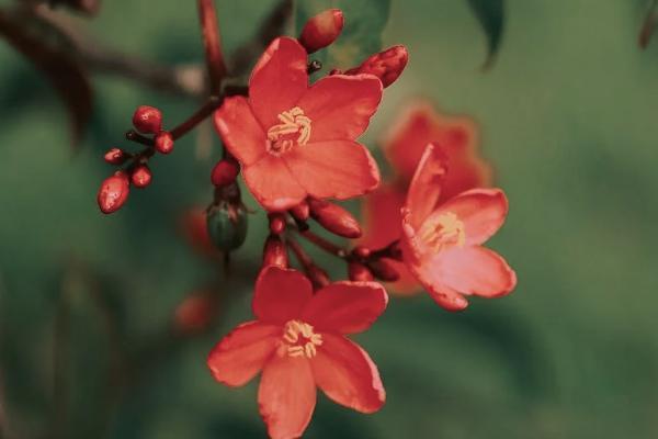 恒大人壽歲歲紅保險可靠嗎？保什么？