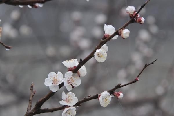 人保無憂一生重疾保險(xiǎn)返本嗎？有哪些投保要求？