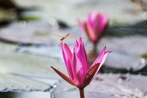 和泰樂享無憂互聯(lián)網(wǎng)專屬重大疾病保險怎么樣？有哪些可選責任？