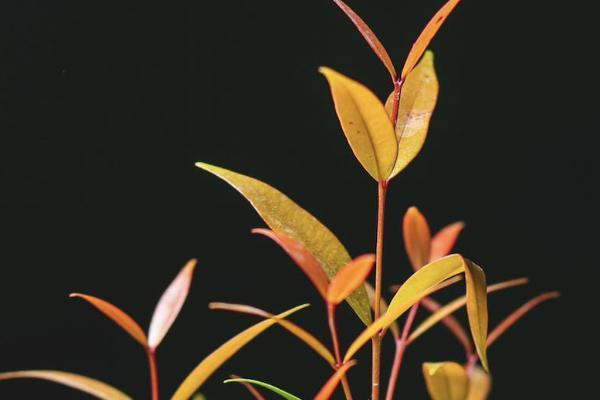 恒安標準老年惡性腫瘤保險包括甲狀腺癌把？有哪些特點？