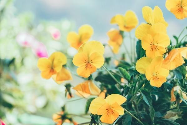 沒(méi)有生育險(xiǎn)生孩子要花多少錢？生育險(xiǎn)生孩子可以報(bào)銷多少錢？