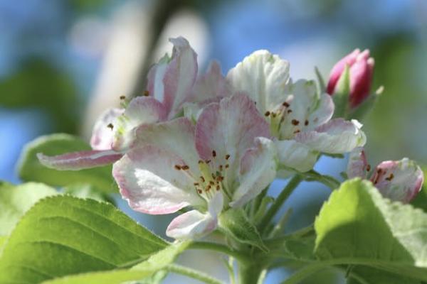 信泰如意享養(yǎng)老年金保險(xiǎn)有哪些投保的相關(guān)規(guī)則？保障什么內(nèi)容？