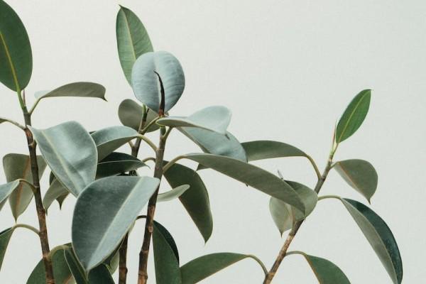 意外險(xiǎn)狗咬打針報(bào)不報(bào)？報(bào)銷比例是多少？