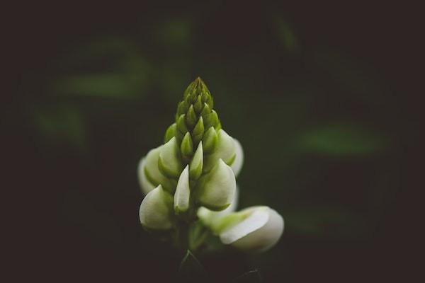 重疾險(xiǎn)理賠金給投保人還是受保人？如何給付？