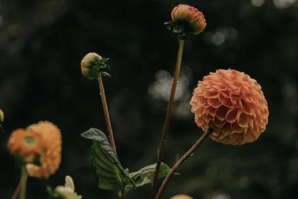 守護百分百的重疾責(zé)任的保險期間是多久？等到期長嗎？