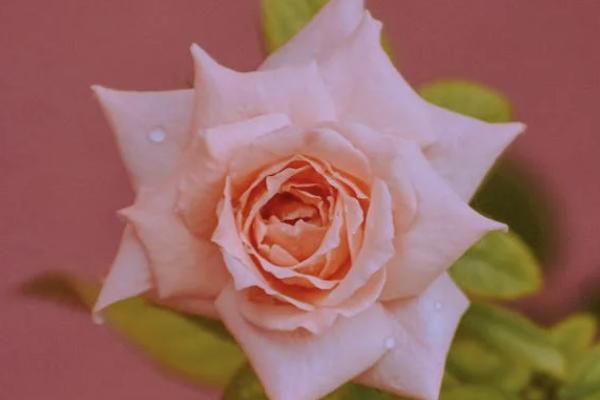 華泰少兒門急診保險投保規(guī)則有哪些？一年保費多少？