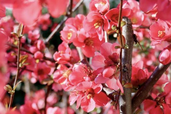 疾走豹1號(hào)重疾險(xiǎn)是哪家公司的？有哪些優(yōu)勢(shì)？