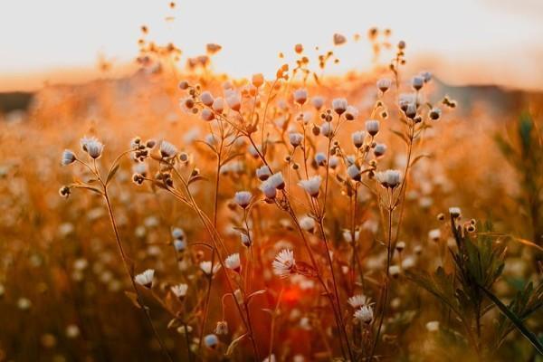 新華保險(xiǎn)健安重疾條款是什么？怎么投保？