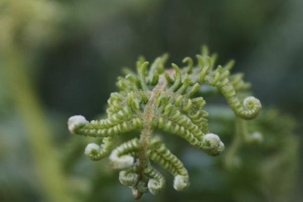 招商仁和青云衛(wèi)2號少兒重疾險怎么樣？有必要購買嗎？