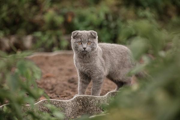 被貓抓傷可以報銷意外險嗎？報銷意外險需要準備什么材料？