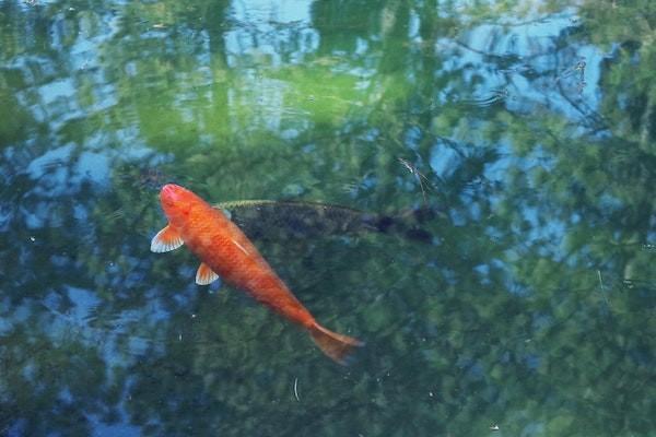 魚刺卡喉意外險可以報嗎？意外險報銷有哪些要求？