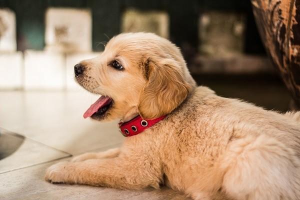 平安意外險(xiǎn)打狂犬疫苗能理賠多少？理賠流程是什么？
