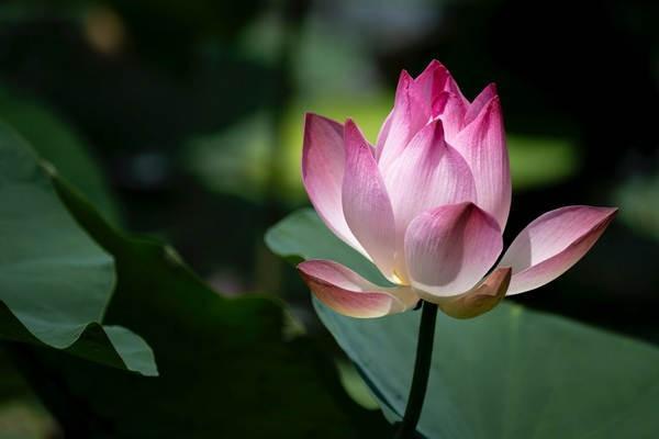 平安兒童智能星到期能不能取本金