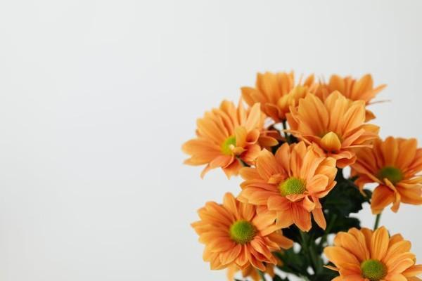 天安吉祥樹終身重大疾病保險可靠嗎？有哪些保障？