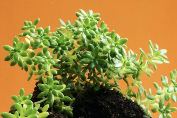 國聯(lián)達爾文7號重疾險哪里買？好不好？