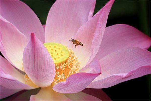 安行如意保是什么保險(xiǎn)？值得買嗎？