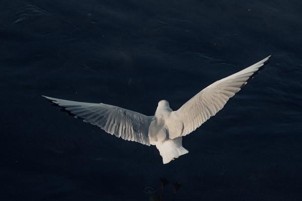 重大疾病醫(yī)?？梢远螆箐N嗎？怎么二次報銷？