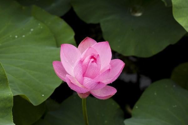查出腫瘤還能買保險(xiǎn)嗎？買保險(xiǎn)的方式有哪些？