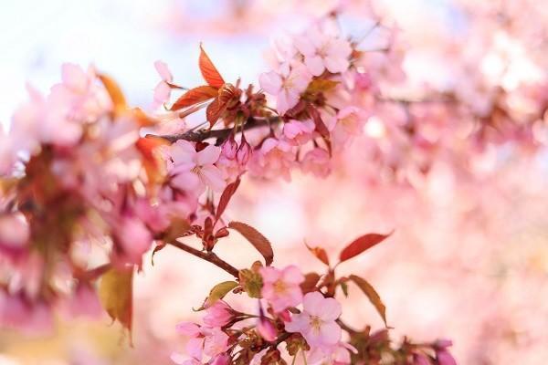 蘇州市大病醫(yī)療保險怎樣報銷？報銷流程是什么？