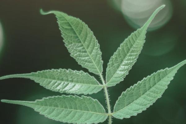 太平洋藍醫(yī)保怎么樣？有哪些投保規(guī)則？