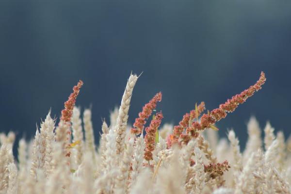 信泰保險(xiǎn)如意紅A款可靠嗎？表現(xiàn)如何？
