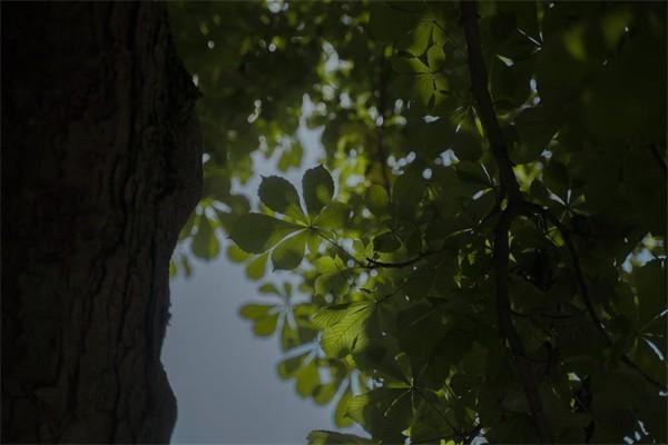 太平福祿康逸終身重大疾病保險(xiǎn)返本金嗎？值得買嗎？