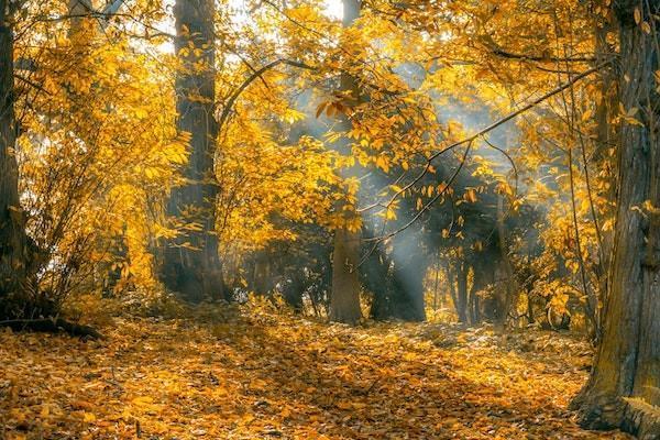 金瑞人生c款終身壽險分紅型附加重疾怎么樣？靠譜嗎？