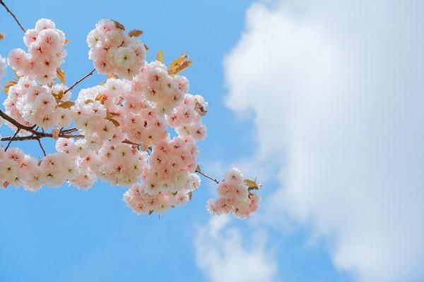 飛機(jī)失事沒買意外險(xiǎn)賠償嗎？有必要買嗎？