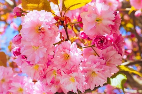 泰康意外險(xiǎn)狂犬疫苗能報(bào)銷嗎？能報(bào)銷多少？