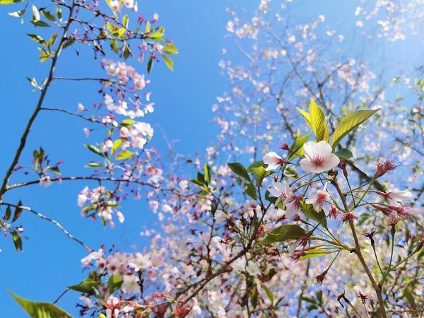 80元意外險賠償標準是多少？包括哪些范圍？