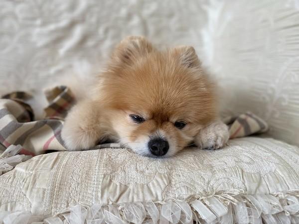 得了睡眠障礙能買保險嗎？怎么買？
