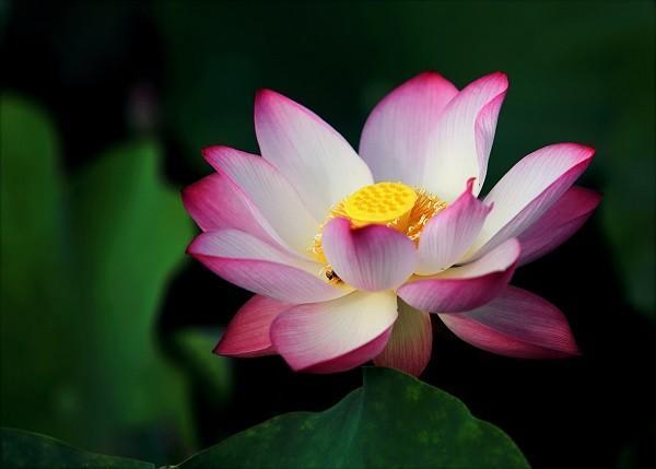 意外險(xiǎn)受益人可以是非親屬嗎？可以是哪些人？