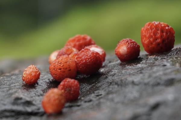 學平險的重大疾病范圍包括什么？如何報銷？