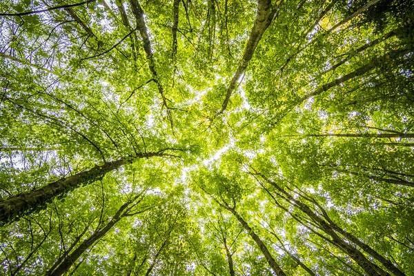 太平保險的福祿康瑞可靠嗎？要多少錢？