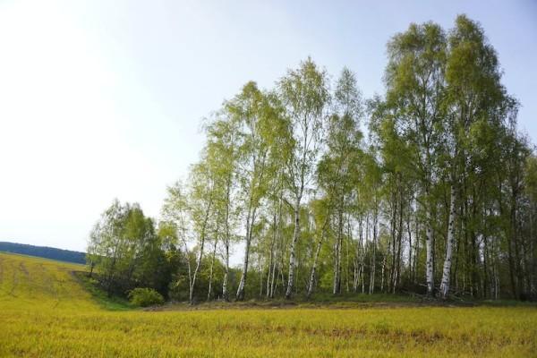 國壽附加豁免保險(xiǎn)費(fèi)定期壽險(xiǎn)(典藏版)