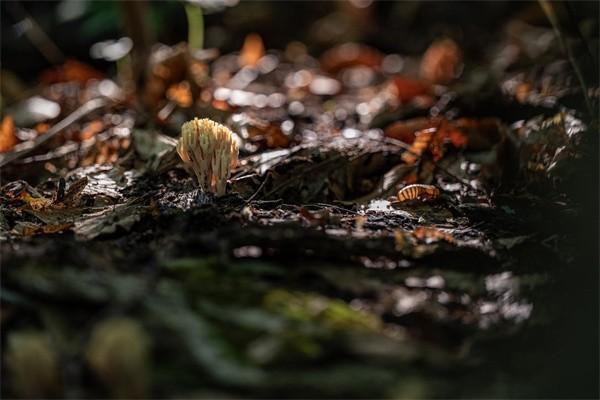 國壽鴻宇兩全保險(分紅型)退保怎么退？退保能退多少錢？