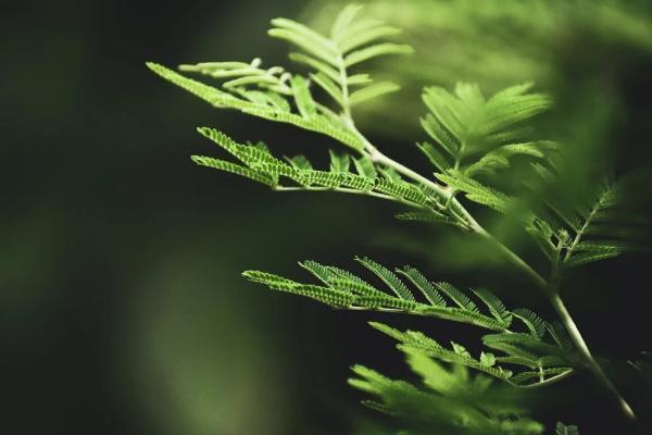 泰康在線保險(xiǎn)退保流程是什么？退保能退多少錢？
