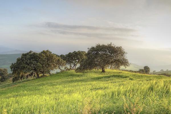 農(nóng)村醫(yī)療保險住院報銷比例是多少？范圍有哪些
