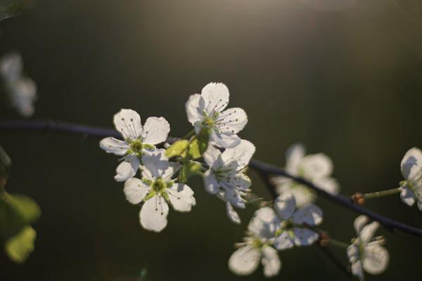 中英人壽如何退保費？退保能退多少錢？