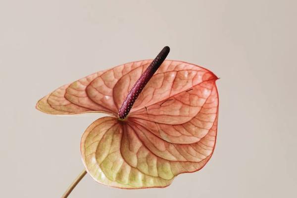 社保退保后能申請恢復(fù)嗎？社保怎么補(bǔ)交？