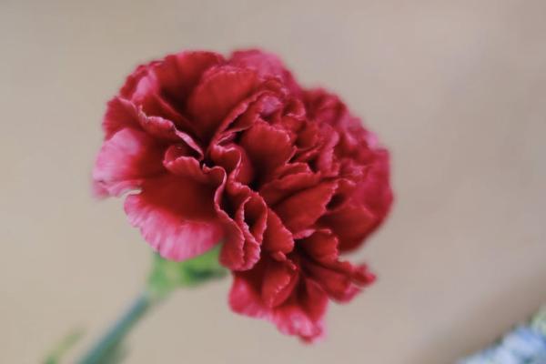 養(yǎng)老保險(xiǎn)交多了可以退嗎？怎么查詢？