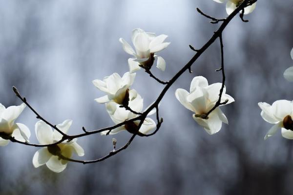 平安保險(xiǎn)終身險(xiǎn)交夠20年可以退保嗎？退保能退多少錢？
