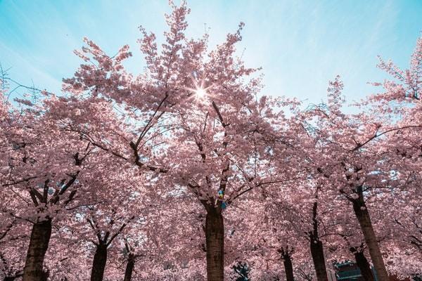 太平洋金佑人生2014版a款分紅型退保怎么退？能退多少錢？