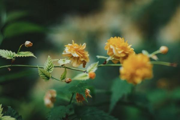 國富人壽小紅花致夏版重大疾病保險有哪些投保規(guī)則？有哪些保障責(zé)任？