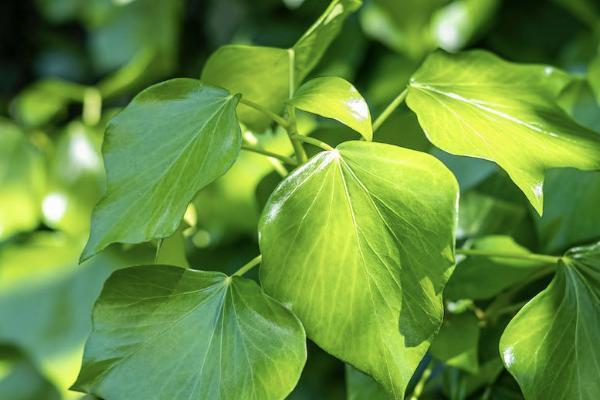 宏利環(huán)球貨幣保障計(jì)劃信得過嗎？有哪些特點(diǎn)？