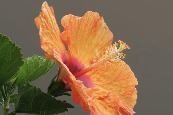 太平洋藍醫(yī)保百萬醫(yī)療條款有哪些？公司怎么樣？