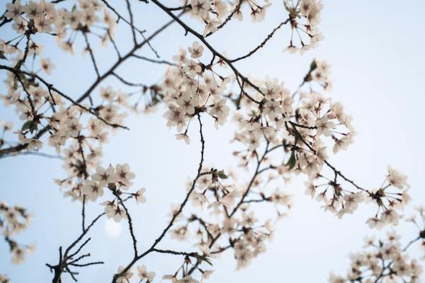 國富人壽小紅花致夏版有哪些投保規(guī)則？有哪些基礎(chǔ)保障？