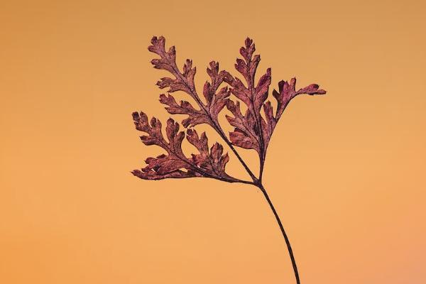 太平e養(yǎng)添年養(yǎng)老年金保險有哪些投保規(guī)則？保障什么？
