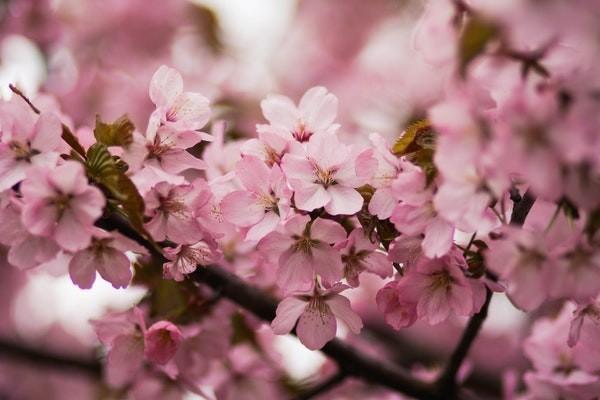 商業(yè)農(nóng)業(yè)保險(xiǎn)怎么樣？有什么作用？