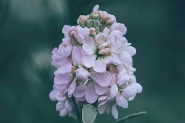 泰愛保百萬醫(yī)療險(xiǎn)是真的嗎？有哪些保障內(nèi)容？